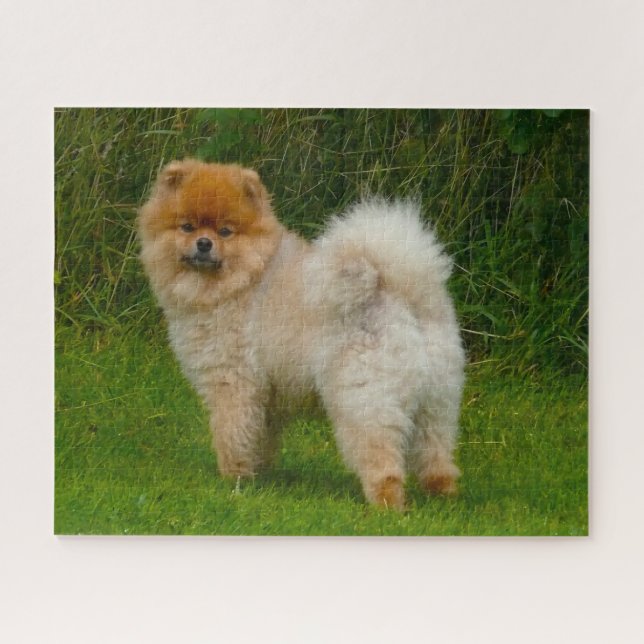 Dwarf Spitz Pomeranian Dog. Jigsaw Puzzle (Horizontal)