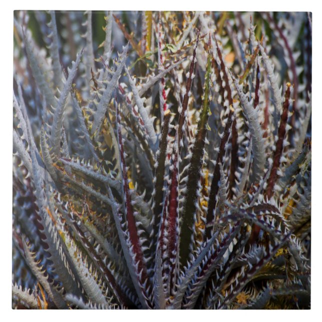 Dyckia Delight Ceramic Tile (Front)