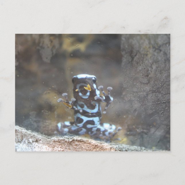 Dyeing Poison Dart Frog Postcard (Front)