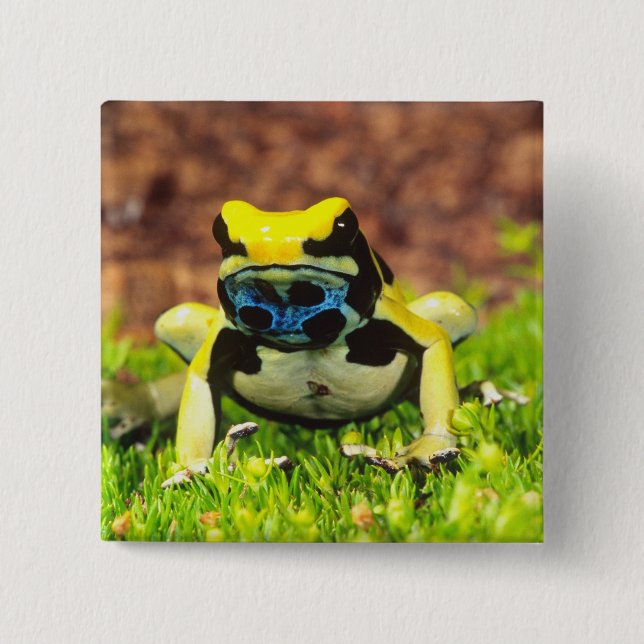 Dyeing Poison Frog, Dendrobates tinctorius, 15 Cm Square Badge (Front)