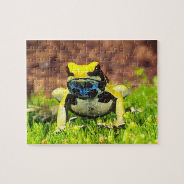 Dyeing Poison Frog, Dendrobates tinctorius, Jigsaw Puzzle (Horizontal)