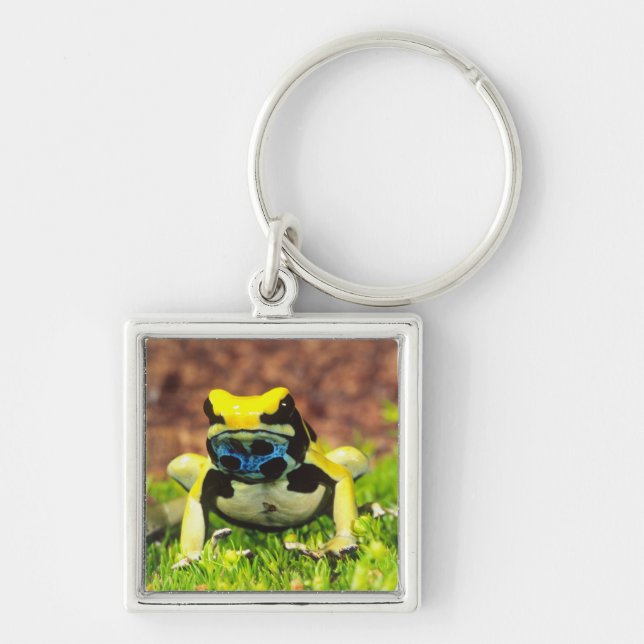 Dyeing Poison Frog, Dendrobates tinctorius, Key Ring (Front)