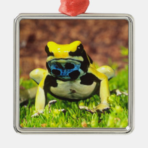 Dyeing Poison Frog, Dendrobates tinctorius, Metal Tree Decoration