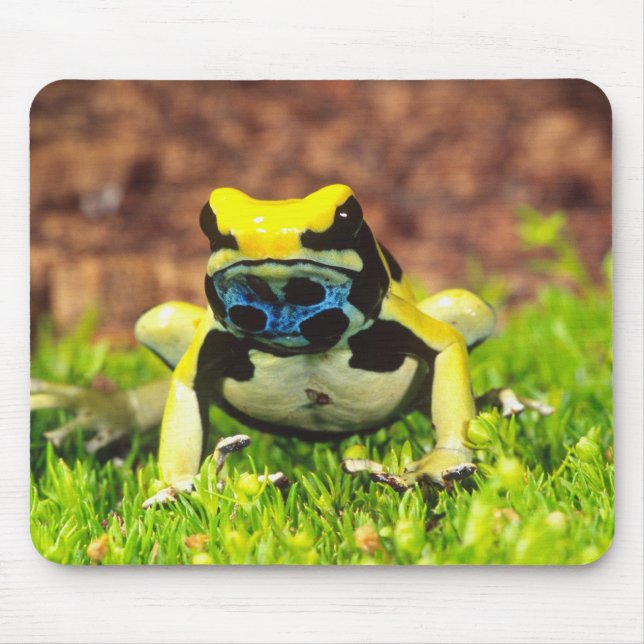 Dyeing Poison Frog, Dendrobates tinctorius, Mouse Pad (Front)