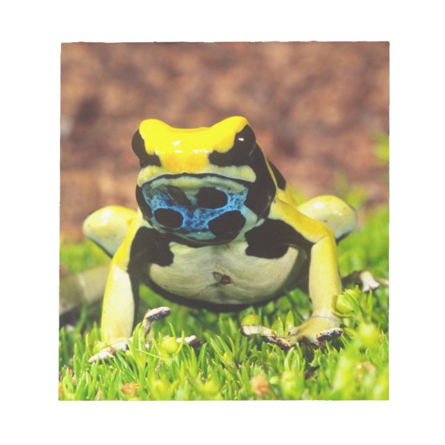 Dyeing Poison Frog, Dendrobates tinctorius, Notepad (Front)
