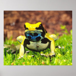 Dyeing Poison Frog, Dendrobates tinctorius, Poster