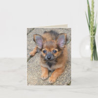Dylan Cute Long Hair Chihuahua Puppy Birthday Card