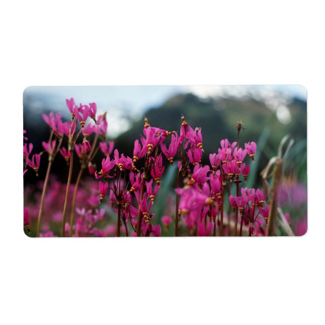 Dynamic Shooting Stars (Front)