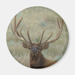 E10 Bull Elk in Velvet Head Shot Magnet