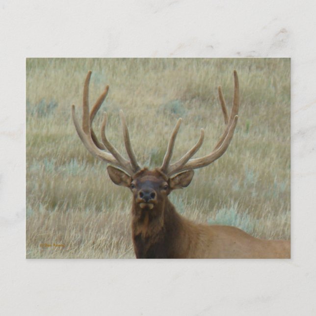 E10 Bull Elk in Velvet Head Shot Postcard (Front)