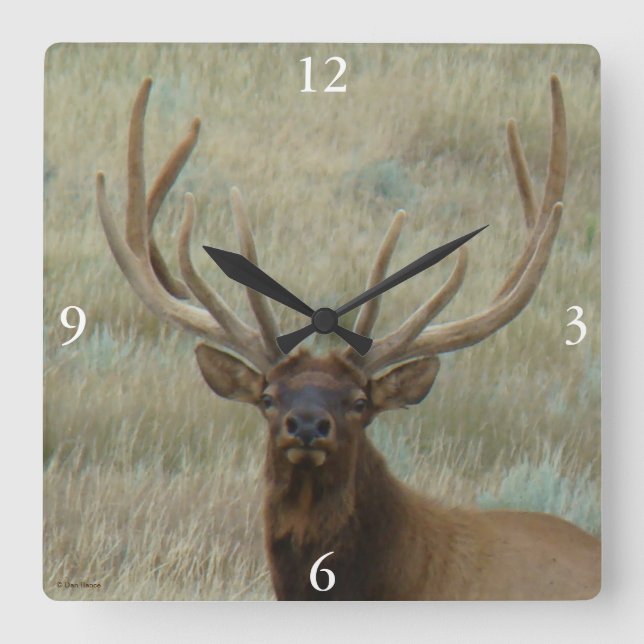 E10 Bull Elk in Velvet Head Shot Square Wall Clock (Front)