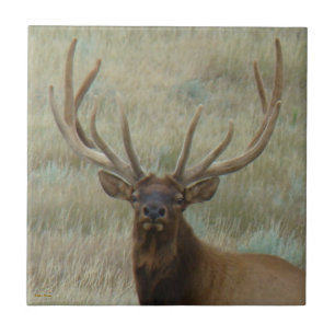 E10 Bull Elk in Velvet Head Shot Tile