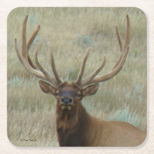 E10 Bull Elk in Velvet Square Paper Coaster