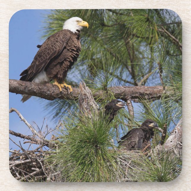 E10 & E11 Coaster Set (Front)