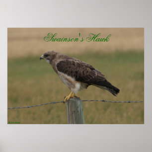 E10 Swainson's Hawk Poster