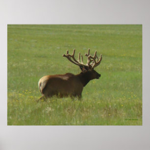 E12 Bull Elk 1 or 2? Poster