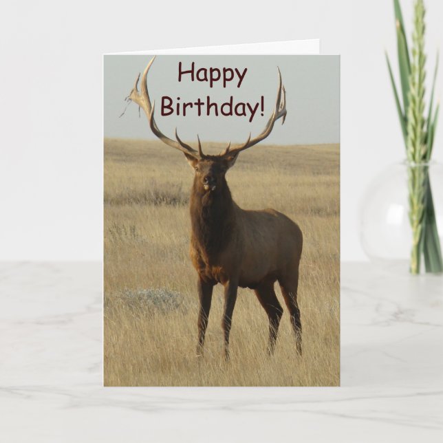 E13 Bull Elk Grass in Horns Card (Front)