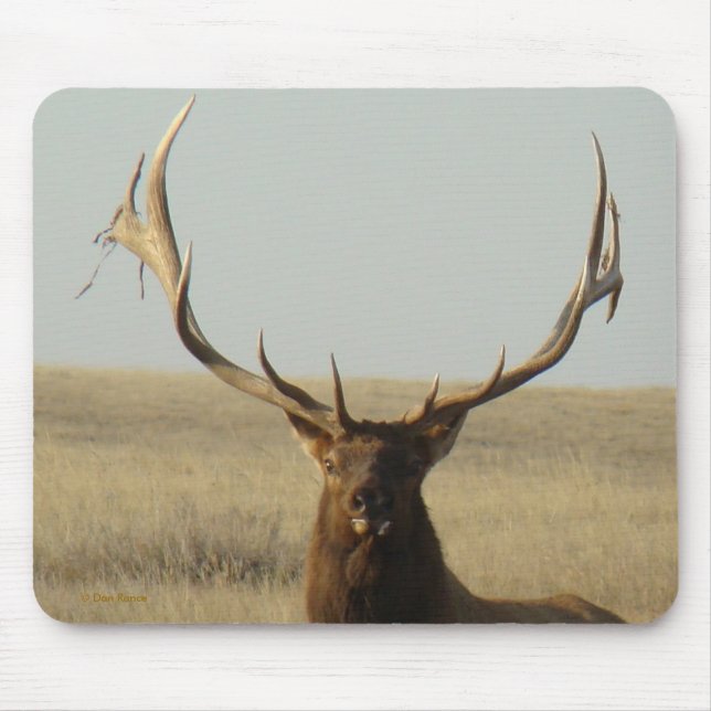 E13 Bull Elk Grass in Horns Head Shot Mouse Pad (Front)