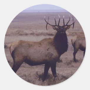 E19 Bull Elk Double Drop Tines Classic Round Sticker