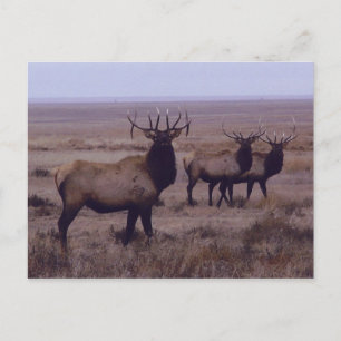 E19 Bull Elk Double Drop Tines Postcard