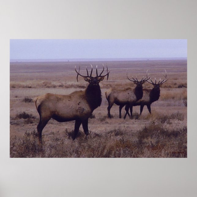 E19 Bull Elk Double Drop Tines Poster (Front)