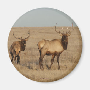 E1 Bull Elk Magnet