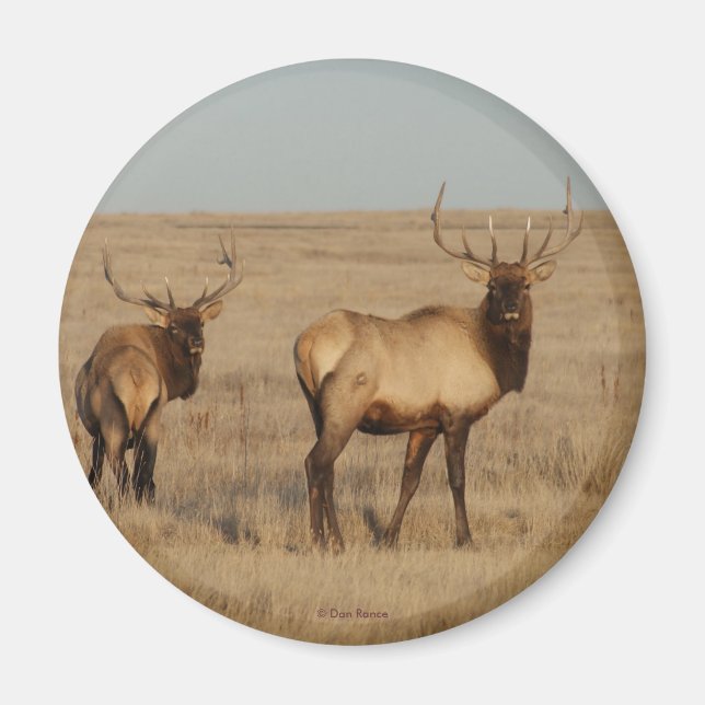 E1 Bull Elk Magnet (Front)