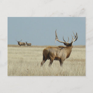 E20 Bull Elk Challenger Postcard