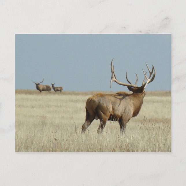 E20 Bull Elk Challenger Postcard (Front)