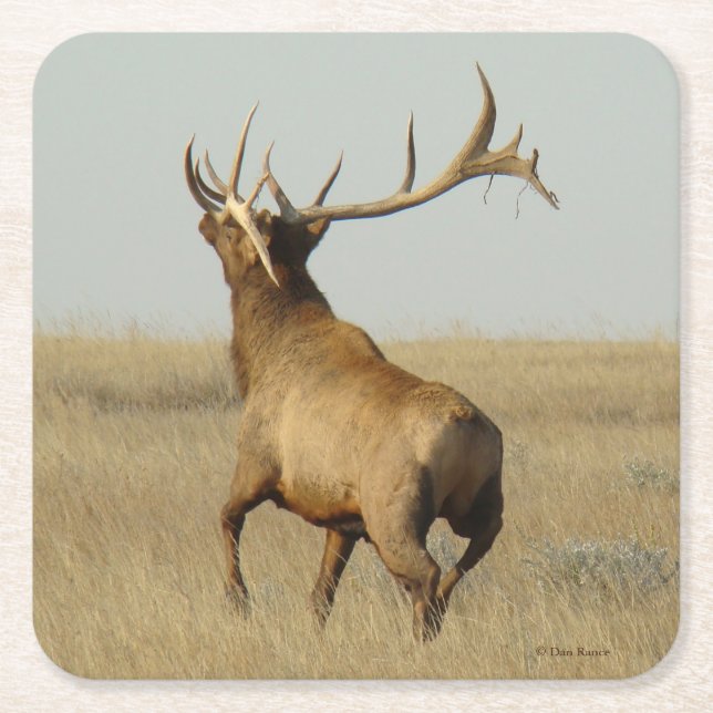 E23 Big Bull Elk Grass in Horn Square Paper Coaster (Front)