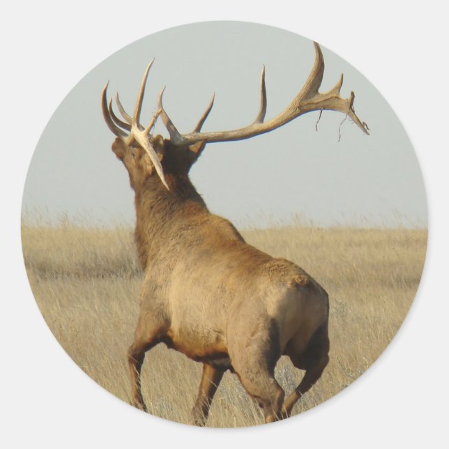 E23 Bull Elk Grass in Horns Classic Round Sticker (Front)