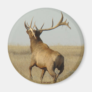 E23 Bull Elk Grass in Horns Magnet