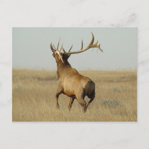E23 Bull Elk Grass in Horns Postcard