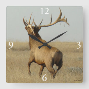 E23 Bull Elk Grass in Horns Square Wall Clock