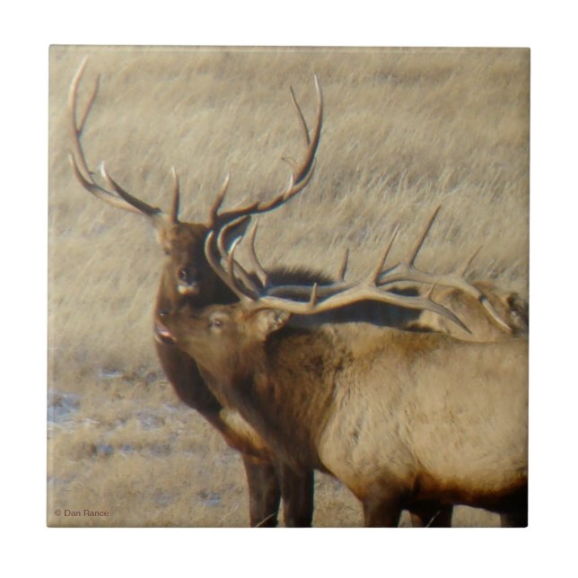 E24 Bull Elk Ceramic Tile (Front)