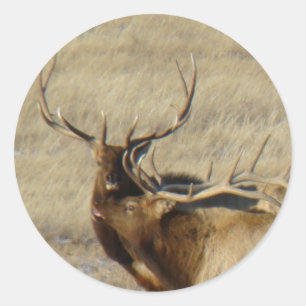E24 Bull Elk Classic Round Sticker