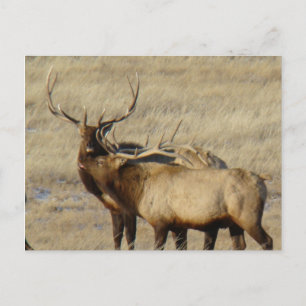 E24 Bull Elk Postcard