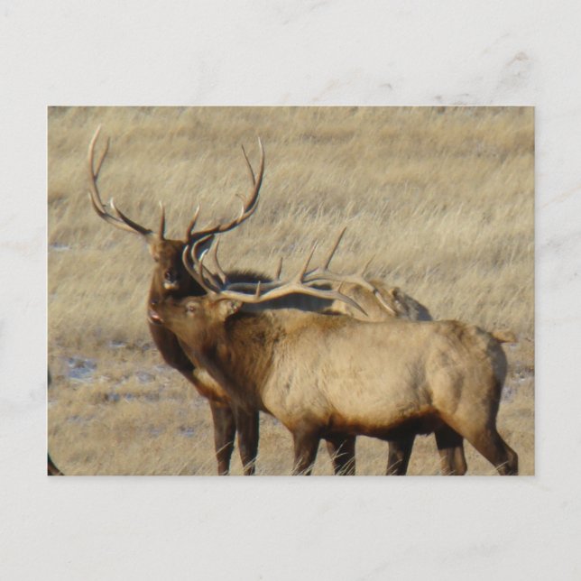 E24 Bull Elk Postcard (Front)