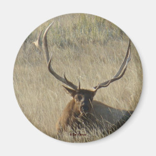 E25 Bull Elk Laying in Grass Magnet