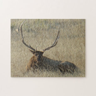 E25 Bull Elk Laying in the Grass Jigsaw Puzzle