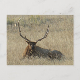 E25 Bull Elk Laying in the Grass Postcard