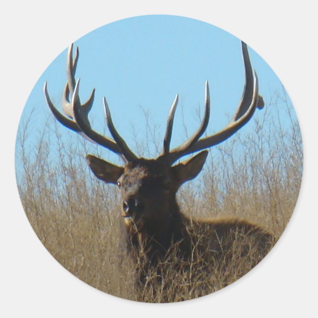 E26 Bull Elk Laying in the Weeds Classic Round Sticker (Front)