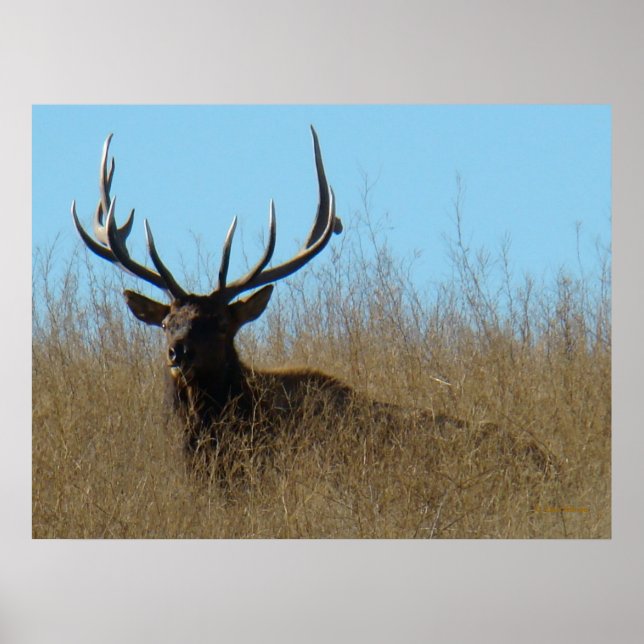 E26 Bull Elk Laying in the Weeds Poster (Front)