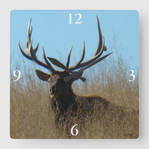 E26 Bull Elk Laying in the Weeds Square Wall Clock