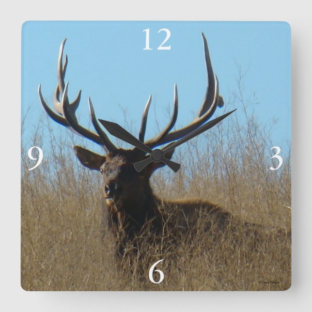 E26 Bull Elk Laying in the Weeds Square Wall Clock (Front)