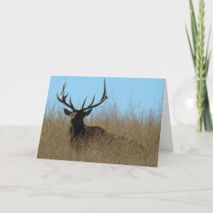 E26 Bull Elk Laying in Weeds Card