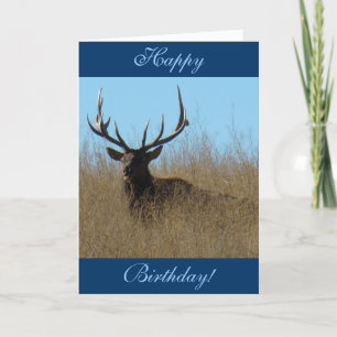 E26 Bull Elk Laying in Weeds Card