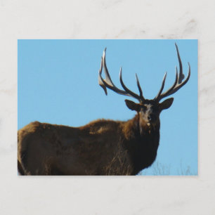 E27 Bull Elk Sky Lined Postcard