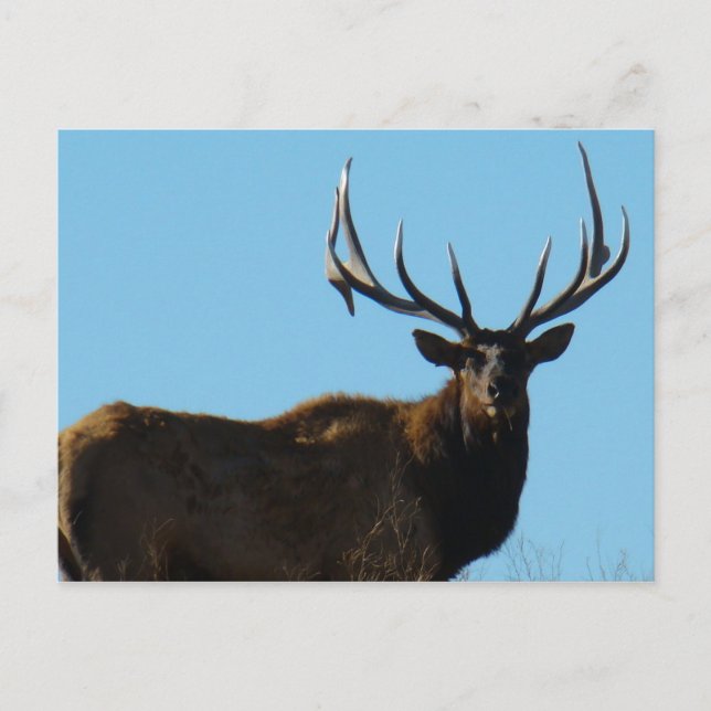 E27 Bull Elk Sky Lined Postcard (Front)