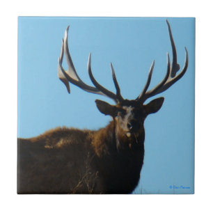E27 Bull Elk Sky Lined Tile